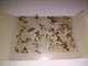 Феромонная ловушка моли Panko, 3 шт - изображение 3