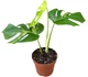 Монстера Deliciosa Aurea Variegata, горщик ⌀17, висота 50-60см - зображення 1