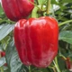 Перец сладкий Маргарита F1 United Genetics/Италия 8 шт - изображение 2