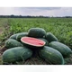 Арбуз Юмми F1 Lark Seeds/США 10 шт (zip-paket) - изображение 3