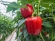 Перец сладкий Маргарита F1 United Genetics/Италия 8 шт - изображение 3