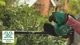 Аккумуляторный кусторез Bosch EasyHedgeCut 18-45 + 1 аккумулятор PBA 18 В 2 Ач + зарядное устройство AL 1810 CV (0600849H02) - изображение 10