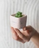 Керамічний горщик для кактусів Mini Plant розмір XS 5,2х5,1см Квадратний Рожевий в крапку - зображення 3