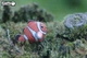 Сборная 3D модель Eugy Зоопарк Рыба - клоун (XEG-037) - изображение 7