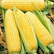 Насіння Кукурудза Золотий бантам, 20 г (НК Еліт) - зображення 3