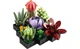 Конструктор Lego Botanicals Суккуленты, 771 деталь 10309 - изображение 8