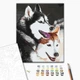 Картина за номерами 40х50 см. Хаскі Brushme 28714 - зображення 2