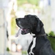Ошейник COLLAR EVOLUTOR (КОЛЛАР ЭВОЛЮТОР) для собак средних и крупных пород с пряжкой из высокопрочного авиационного алюминия с площадкой для гравировки 25-70 см Черный (42431) - изображение 10