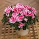 Удобрение-подкислитель Мастер Florcolor 25 г - изображение 4