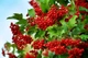 Удобрение-подкислитель Мастер Florcolor 25 г - изображение 6