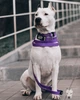Ошейник COLLAR EVOLUTOR (КОЛЛАР ЭВОЛЮТОР) для собак средних и крупных пород с пряжкой из высокопрочного авиационного алюминия с площадкой для гравировки (специально для фанатов DOGPULLER) 25-70 см Фиолетовый (42439) - изображение 6