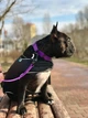 Ошейник COLLAR EVOLUTOR (КОЛЛАР ЭВОЛЮТОР) для собак средних и крупных пород с пряжкой из высокопрочного авиационного алюминия с площадкой для гравировки (специально для фанатов DOGPULLER) 25-70 см Фиолетовый (42439) - изображение 7