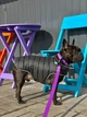 Ошейник COLLAR EVOLUTOR (КОЛЛАР ЭВОЛЮТОР) для собак средних и крупных пород с пряжкой из высокопрочного авиационного алюминия с площадкой для гравировки (специально для фанатов DOGPULLER) 25-70 см Фиолетовый (42439) - изображение 8