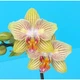 Орхідея (підліток зараз без квітів) TopDreams фаленопсис Phal 5059 Stripe Stars (Little Tiger) метелик квіти 7 см, висота 30 см1.7 (мох) - изображение 2