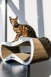 Кігтеточка (драпак) - лежанка для кішок Say Meow Max 67х27х35см - зображення 5