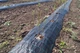 Агроткань Agrocover 100 г/м² 1.05x100 м Черная (8593631030447) - изображение 5