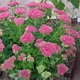 Очиток видный (Sedum spectabile) ВКС (деленка) - изображение 5