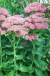 Очиток видный (Sedum spectabile) ВКС (деленка) - изображение 6