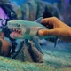 Стретч-игрушка в виде животного Legend of animals – Морские доисторические хищники 128/CN22 - изображение 2