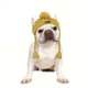 Шапка для собак и кошек "Beauty" Yellow Size L - зображення 3