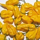 Семена острого перца Fatalii (Фаталии жёлтый) 300000, 2025 г. - изображение 2