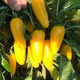 Семена острого перца Jalapeno Lemon Spice (Халапеньо острый Лимон) 30000, 2025 г. - изображение 2