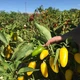 Семена острого перца Jalapeno Lemon Spice (Халапеньо острый Лимон) 30000, 2025 г. - изображение 4
