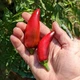 Семена острого перца Jalapeno Purple (Халапеньо Фиолетовый) 5000, 2025 г. - изображение 3