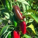 Семена острого перца Jalapeno Early (Ранний Халапеньо) 30000, 2023 г. - изображение 3
