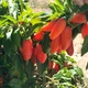Семена острого перца Jalapeno Orange Spice (Халапеньо острый Апельсин) 80000, 2023 г. - изображение 4