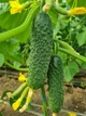 Огурец Фурор F1 букетный Yuksel seeds/Турция 10 шт (zip-paket) - изображение 1