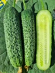 Огурец Фурор F1 букетный Yuksel seeds/Турция 10 шт (zip-paket) - изображение 2