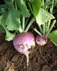 Семена Брюква Шведская, 2 г (GL Seeds) - изображение 3