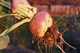 Семена Брюква Шведская, 2 г (GL Seeds) - изображение 6