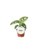 Монстера Adansonii Mint Variegata, горщик ⌀ 6 - зображення 1