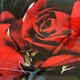 Кухонний ПВХ фартух Троянда Tassin 60х390 см троянди чорний шовк наклейка на стінову панель кухні (Z180135-FF) - зображення 9