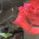 Кухонний ПВХ фартух Троянда Tassin 60х390 см троянди чорний шовк наклейка на стінову панель кухні (Z180135-FF) - зображення 10