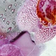 Виниловая наклейка на холодильник 65х200 см Орхидея Сакраменто самоклеющаяся пленка ПВХ розовые цветы (Z180542-189-FF) - изображение 8