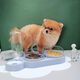 Кормушка 3в1 для животных со съемными мисочками Gatto миска для кошек и собак со встроенной поилкой, 500 мл, голубой (101334195) - изображение 6