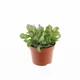 Крассула Crassula cristaat - зображення 1