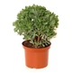 Крассула Crassula cristaat - зображення 2