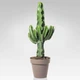 Молочай Euphorbia eritrea - изображение 2