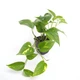 Эпипремнум Epipremnum aureum - изображение 1