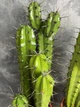 Кактус Murtillocactus geometrisans - изображение 3