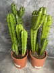 Кактус Murtillocactus geometrisans - изображение 4