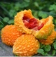 Момордика харанция Momordica charantia (индийский гранат), желтый огурец, бешеная дыня, семена 10 шт - изображение 2