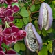 Насіння Акебія п'ятна Akebia quinata (Шоколадна ліана), 5 штук - зображення 1