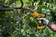 Профессиональный аккумуляторный секатор (ножницы) DeWALT DCMPP568N: без АКБ, диаметр реза 38 мм (DCMPP568N) - изображение 7