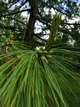 Сосна Веймутова семена (5 шт) Pinus strobus британская белая северная мягкая - изображение 4
