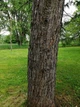 Сосна Веймутова семена (5 шт) Pinus strobus британская белая северная мягкая - изображение 7